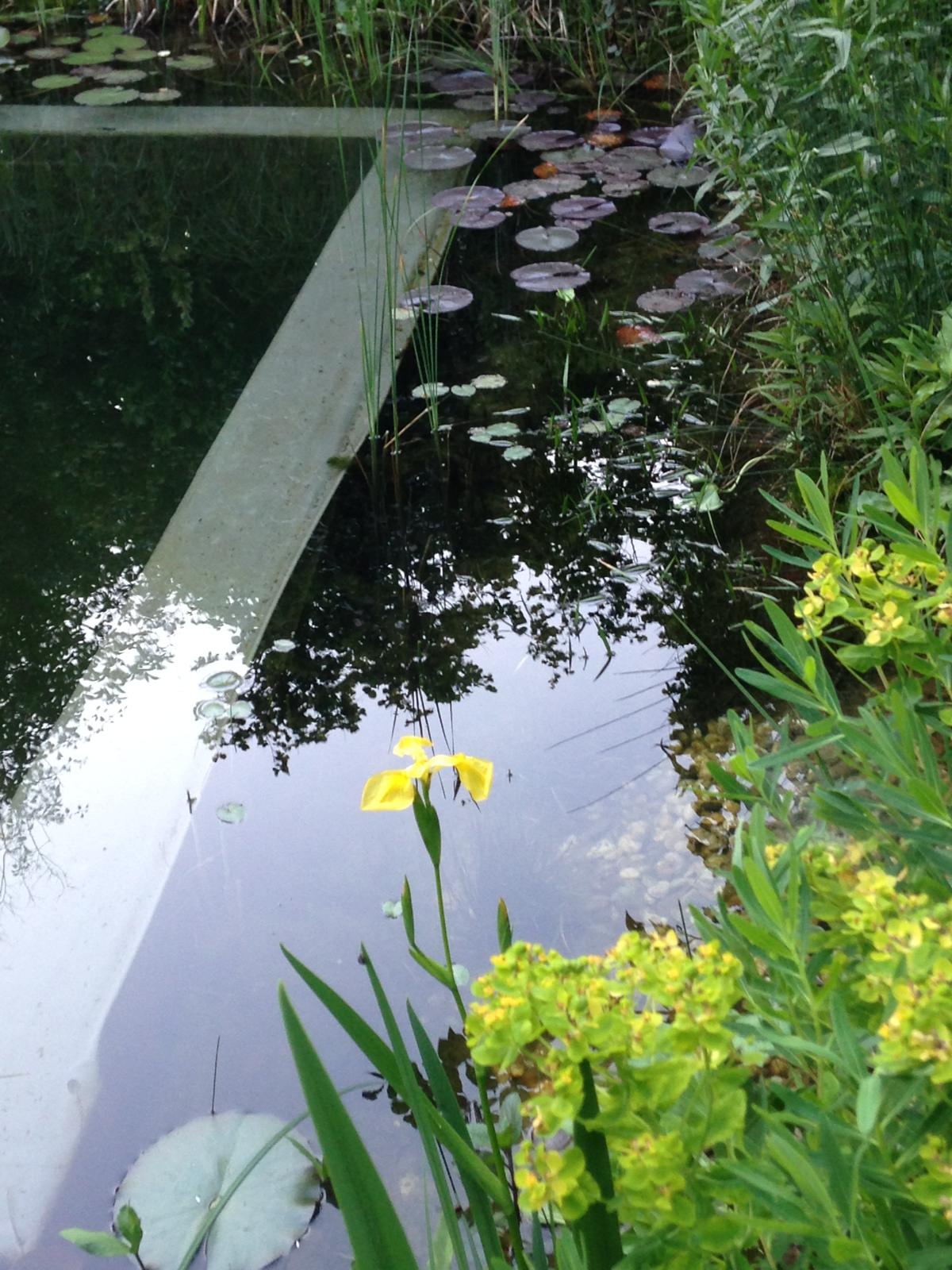 Garten 8 – Schwimmteichs